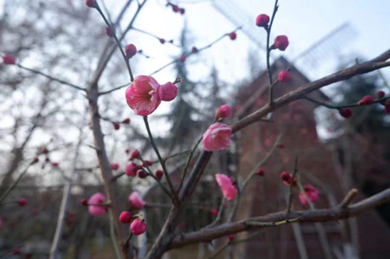 雨水降，萬物蘇(圖1)