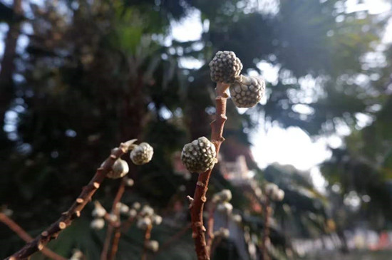 雨水降，萬物蘇(圖4)